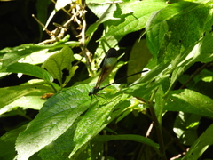 Psolodesmus mandarinus mandarinus