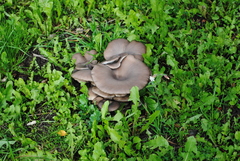 Fungi