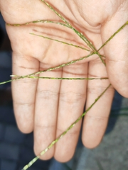 Digitaria setigera
