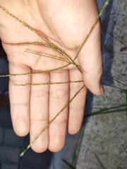 Digitaria setigera