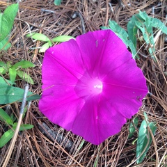 Ipomoea elongata