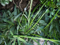 Cyperus iria