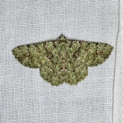 Aeolochroma hypochromaria