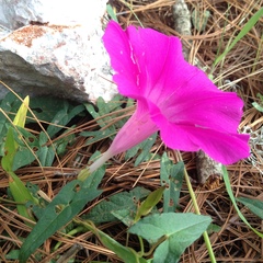 Ipomoea elongata