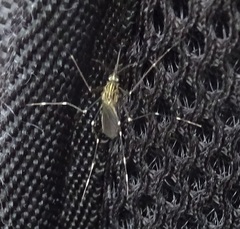 Aedes japonicus