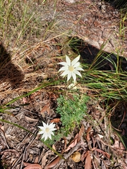 Actinotus helianthi