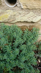 Euphorbia portlandica