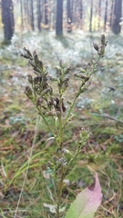 Solidago virgaurea