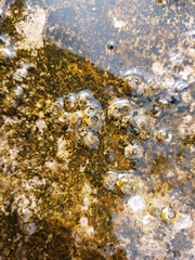 Balanomorpha