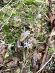 Olearia paucidentata