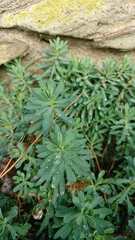 Euphorbia portlandica