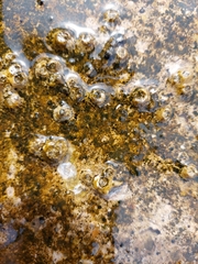 Balanomorpha