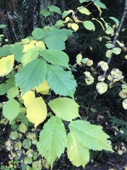 Ulmus glabra