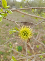 Combretum zeyheri