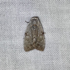Barasa cymatistis
