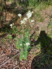 Actinotus helianthi