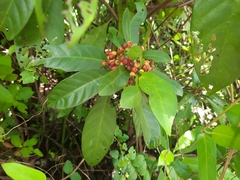 Psychotria asiatica