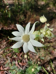 Actinotus helianthi