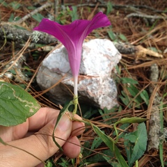 Ipomoea elongata