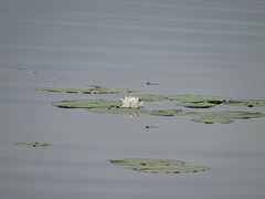 Nymphaea alba