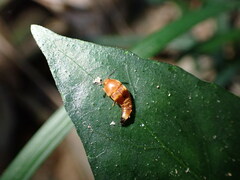 Sepedophilus