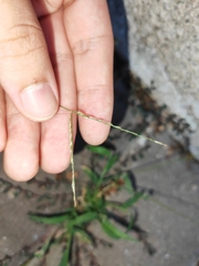 Digitaria radicosa