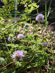 Mentha pulegium