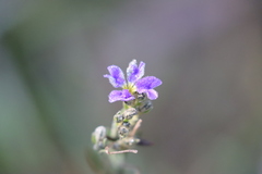 Dampiera dysantha