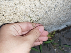 Digitaria radicosa