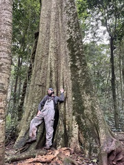 Atractocarpus chartaceus