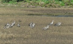 Numenius madagascariensis