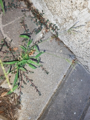 Digitaria radicosa