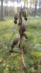 Epipactis
