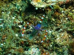 Stenopus tenuirostris