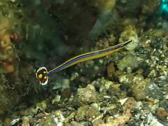 Doryrhamphus japonicus