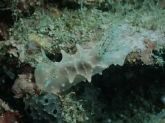Halgerda batangas