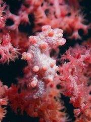 Hippocampus bargibanti