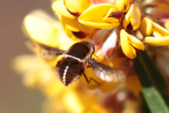 Sisyromyia limbata