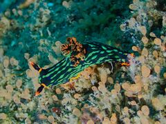 Nembrotha kubaryana
