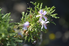 Pelargonium radens