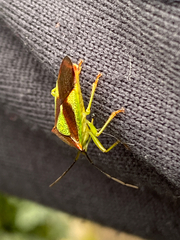 Acanthosoma haemorrhoidale