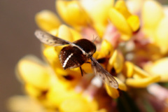 Sisyromyia limbata