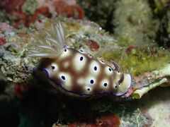 Hypselodoris tryoni