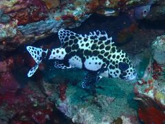 Plectorhinchus chaetodonoides