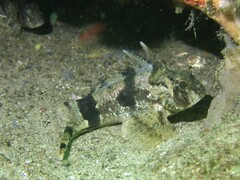 Centropogon australis