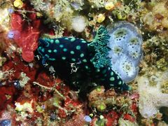 Nembrotha cristata