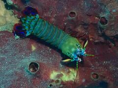 Odontodactylus scyllarus