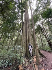 Atractocarpus chartaceus