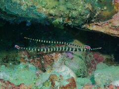 Dunckerocampus dactyliophorus