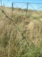 Parkinsonia aculeata